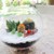 Tiểu cảnh Terrarium