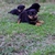 CNN.Rottweiler Kennel  Phối Giống -Cung Cấp