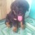 Rã Bầy Rottweiler dòng dõi quý tộc 2 tháng tuổi