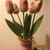 Gio-hoa-Tulip-vai