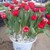 Hoa Tulip Hà Lan