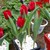 Hoa Tulip - Hà Lan