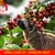 Ca-phe-chon-nuoi-trang-trai-loai-1-thuong-hang