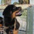 Bán rottweiler thuần chủng