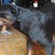 Bán rottweiler thuần chủng