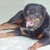 Bán rottweiler giống