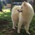 Samoyed 3 tháng tuổi