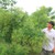 enbac