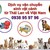 Dịch vụ bảo hiểm thú cưng khi vận chuyển từ Thái Lan về VN