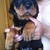 4 bé rottweiler 2 tháng tuổi