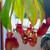 Bán cây nắp ấm đẹp, lạ, giá rẻ