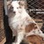 Border Collie(IQ số 1 thế giới)