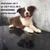 Border Collie(IQ số 1 thế giới)