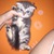 Cần tìm nhà mới cho 2 bé mèo scottish fold