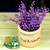 Chậu hoa lavender hàng rào vuông - BG429