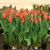 Cung cấp Số lượng lớn củ giống Tulip Hà Lan 2018 