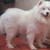 Chó cảnh samoyed