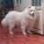 Chó cảnh samoyed