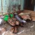 thanh lý gà cảnh