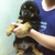 4 be rottweiler 2 tháng tuổi