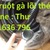 Ống ruột gà lõi thép Phi 20 giá tốt nhất 