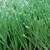 cỏ nhân tạo