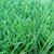 cỏ nhân tạo