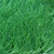 cỏ nhân tạo