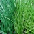 cỏ nhân tạo