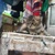 Cần tìm chủ cho 5 bé mèo Anh lông dài xinh kute ở Hà Nội