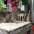 Cần bán 4 bé mèo ALD đáng yêu xinh kute ở Hà Nội