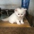 Bé Mèo Anh LD hơn 1 tháng tuổi màu trắng Đực