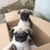 pug 1 nếp