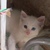 Bán bé Mèo anh LD màu trắng mắt 2 màu ( Xanh+ Nâu ) 2,5 tr