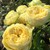Hoa hồng catalina