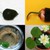 Cách trồng sen trong ao vườn