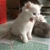 2 Bé Mèo Anh LD màu trắng 1 tháng tuổi