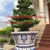 chậu hoa dán miễng-sành sứ, chậu cỡ lớn ,chậu bonsai