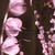 Bộ hoa khô hồng phấn -  FHB12