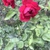 Hoa hồng leo Hải Phòng