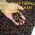 Cây giống cát sâm, hạt giống cát sâm