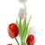 Tranh hoa tuylip siêu đẹp