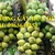 Cây giống dừa xiêm xanh lùn