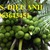 Cây giống dừa xiêm xanh lùn