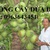 Cây giống dừa dứa Thái Lan