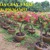 Cây hoa giấy Thái, Hoa giấy nhiều màu