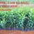 Cây giống cam Vinh, cam cam phong F1