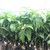 Cây giống bơ 034