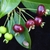 Cây cherry brazil, cây cherry nhiệt đới