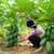 Cây giống, hạt giống đu đủ lùn cao sản Thái Lan